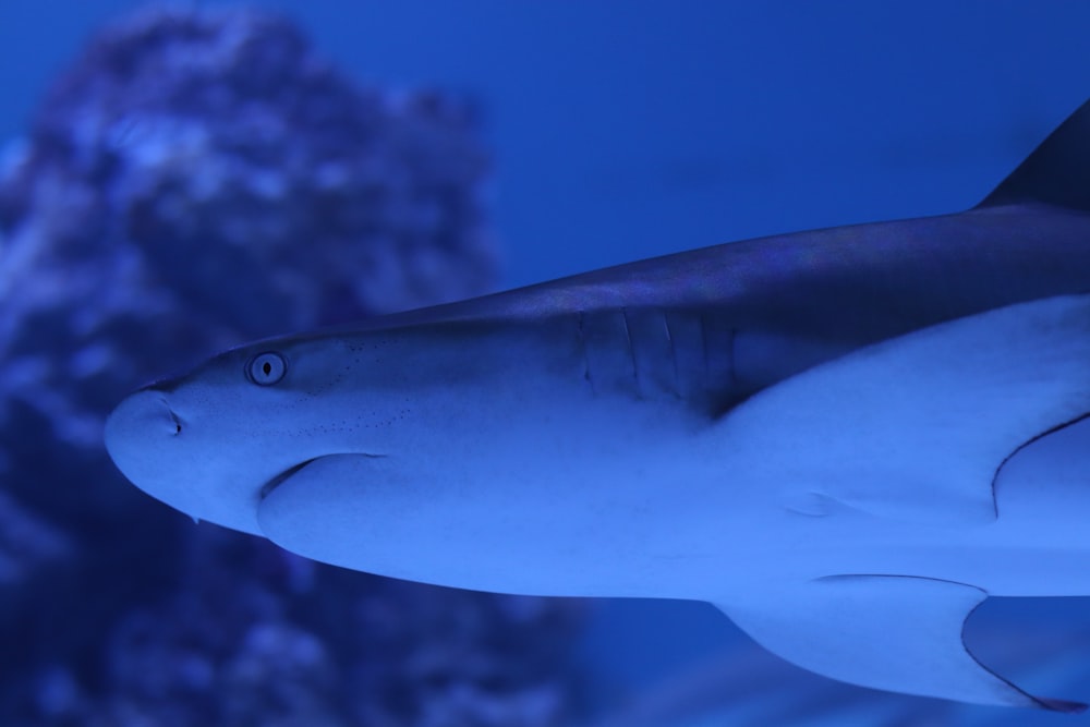 selective focus photo of gray shark