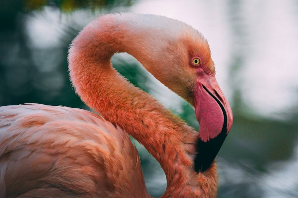 selective focus photography of flamingo