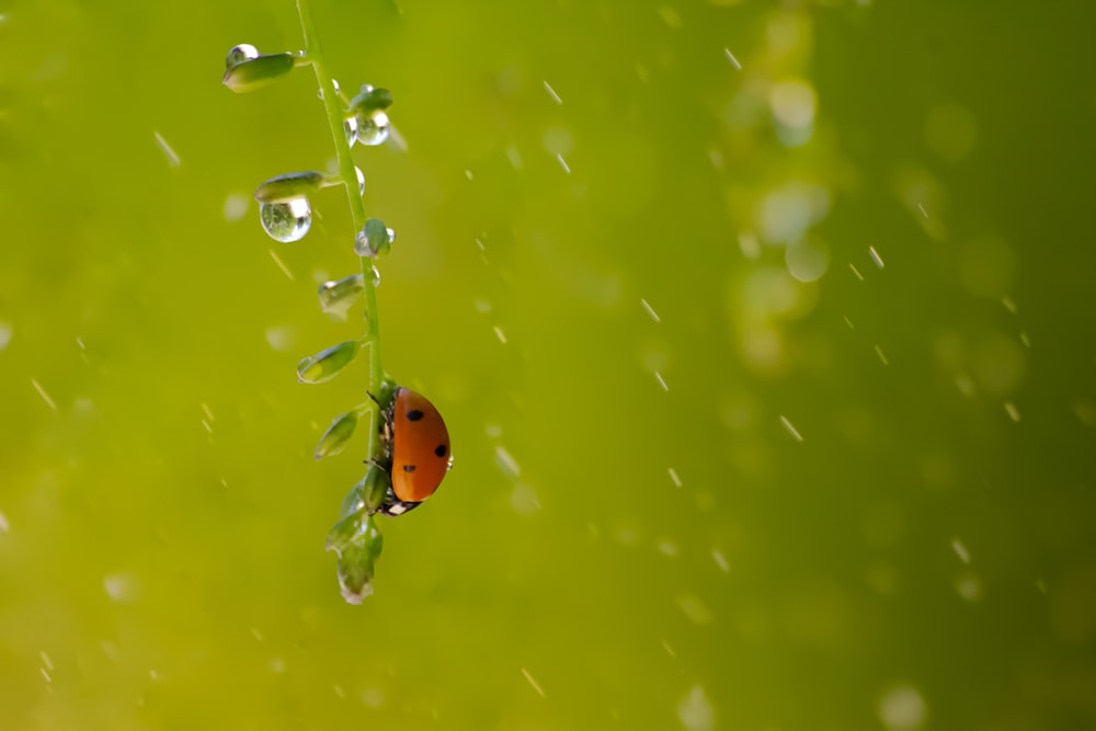 水滴で覆われた茎にとまるテントウムシのクローズアップ写真