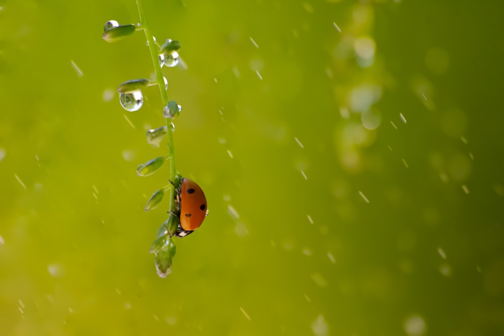 Nahaufnahme eines Marienkäfers, der auf einem mit Wassertropfen bedeckten Stängel sitzt