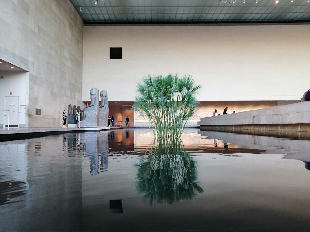 Reflejo de la planta de hojas verdes en el cuerpo de agua dentro de un edificio