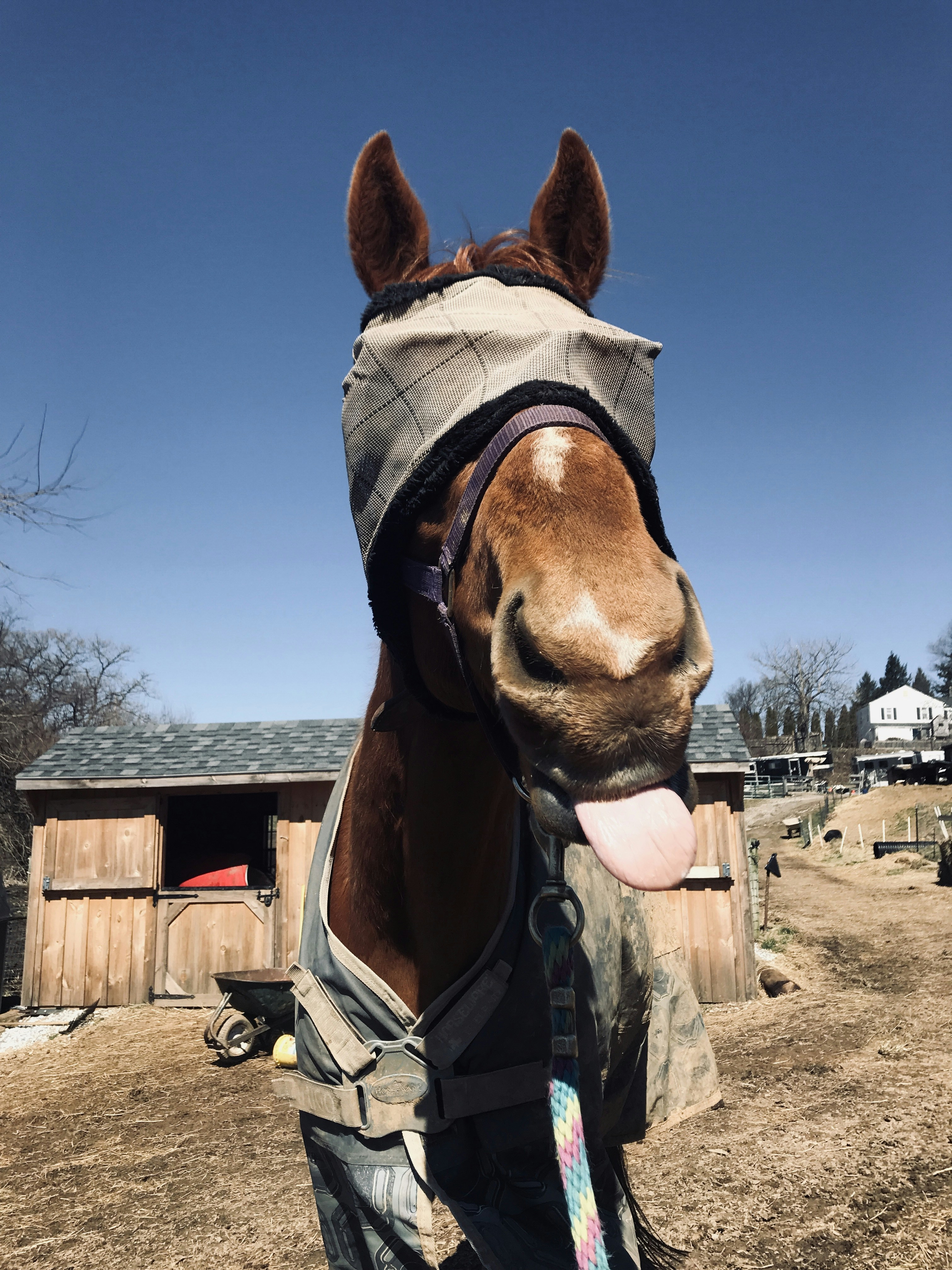 Caballo marrón de pie junto a la casa marrón