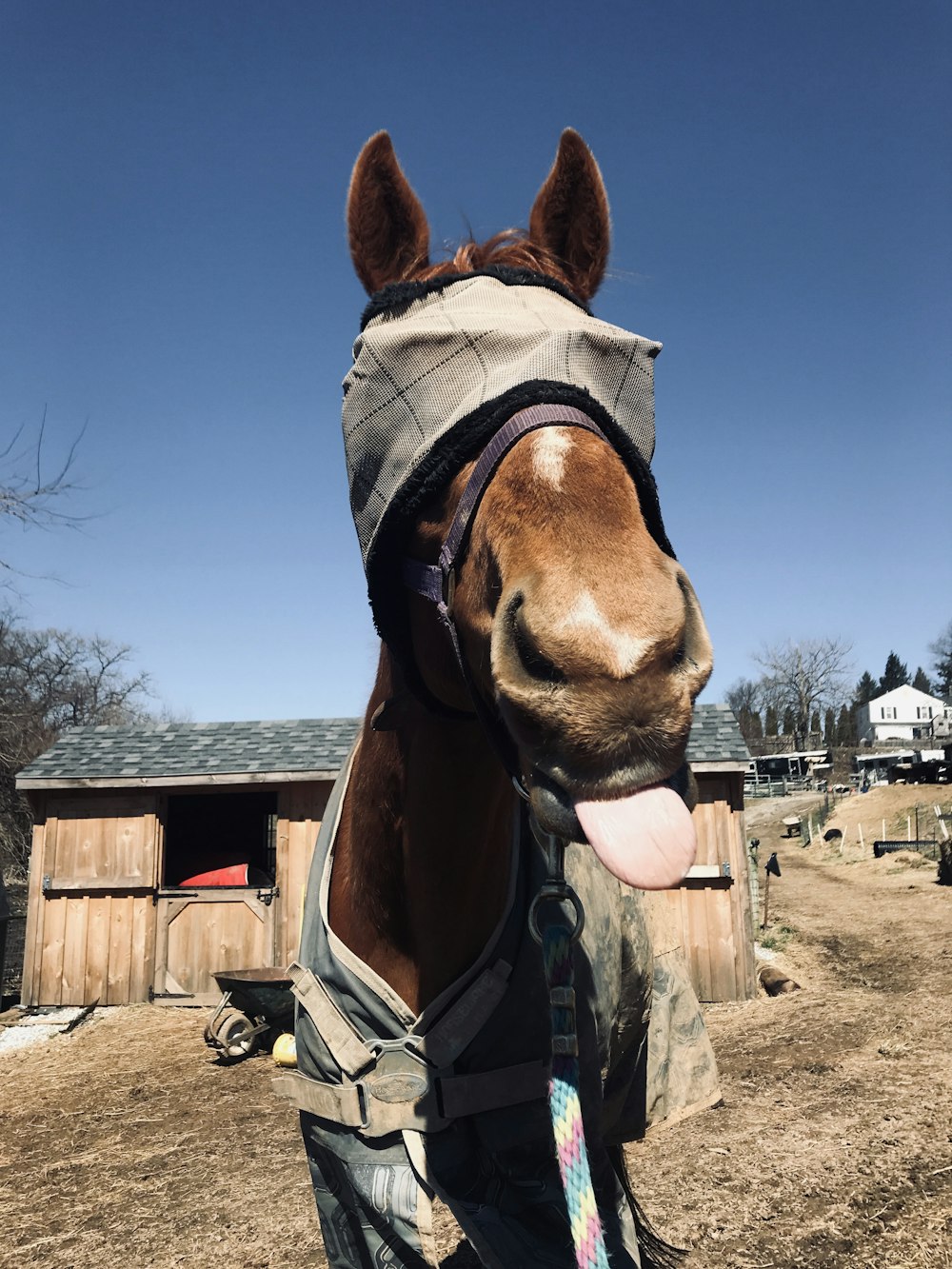 brown horse standing beside brown house