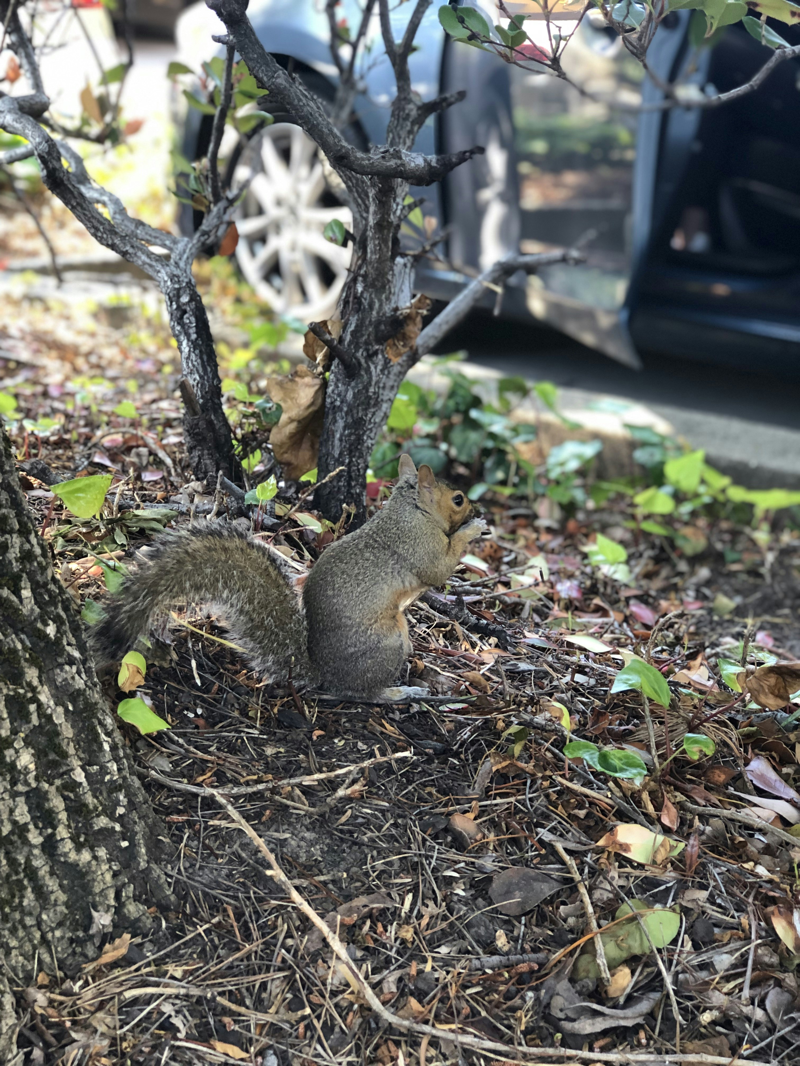 graues und braunes Eichhörnchen steht in der Nähe von Pflanze