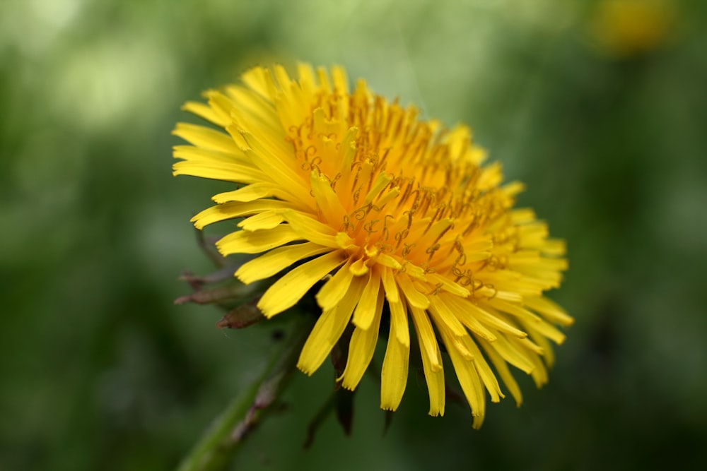 Fotografía de enfoque selectivo de flores de pétalos amarillos