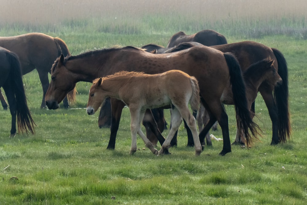 herd of horses