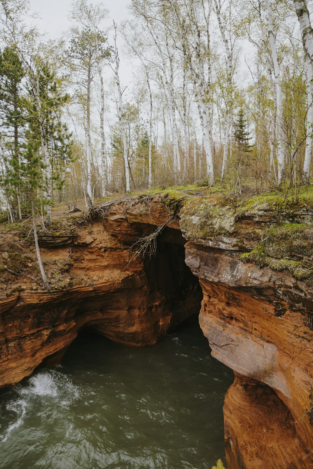 a river running through a forest filled with trees