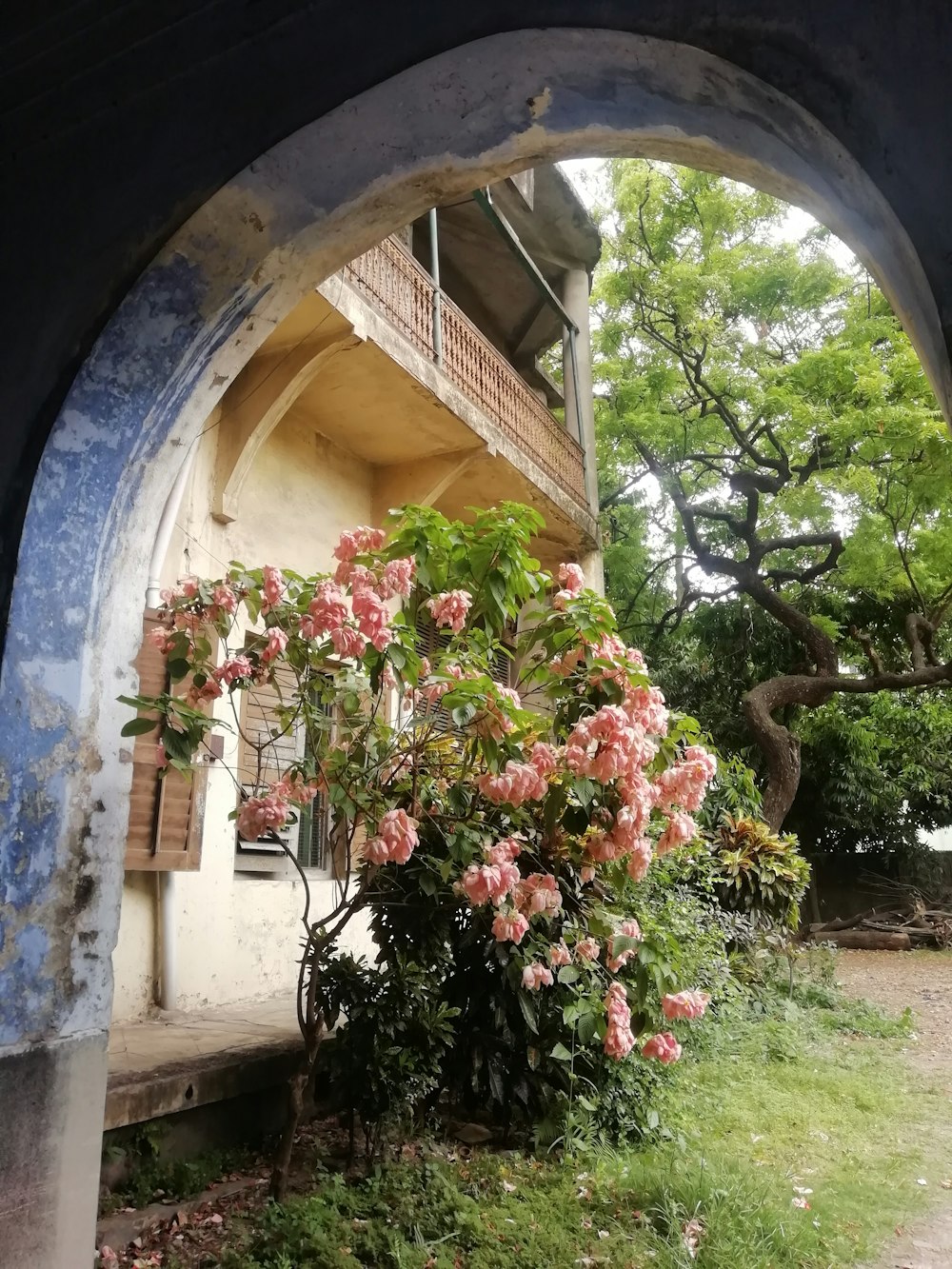 pink petaled flower