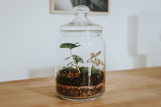A small terrarium consisting of a clear glass jar with a lid. Inside the jar, there are two small plants growing in a layer of soil and pebbles. The plants have distinct leaves with one featuring broad, green leaves and the other with smaller, variegated leaves. The jar is placed on a light wooden surface, and the background appears to be a blurred wall with a framed picture.