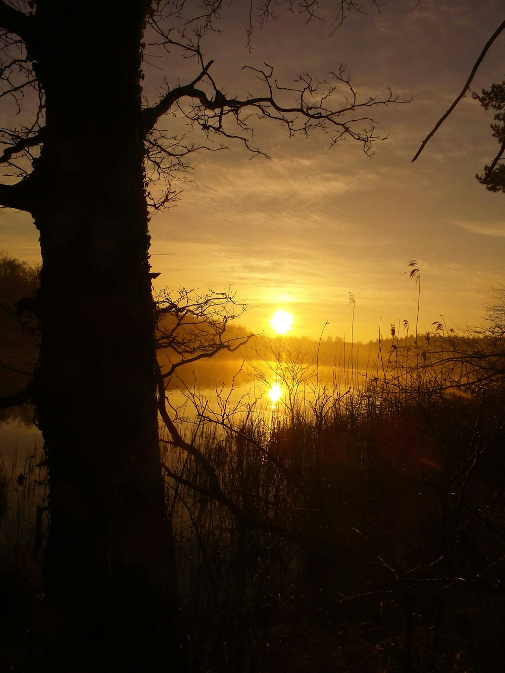 silhouette of trees during golden hour