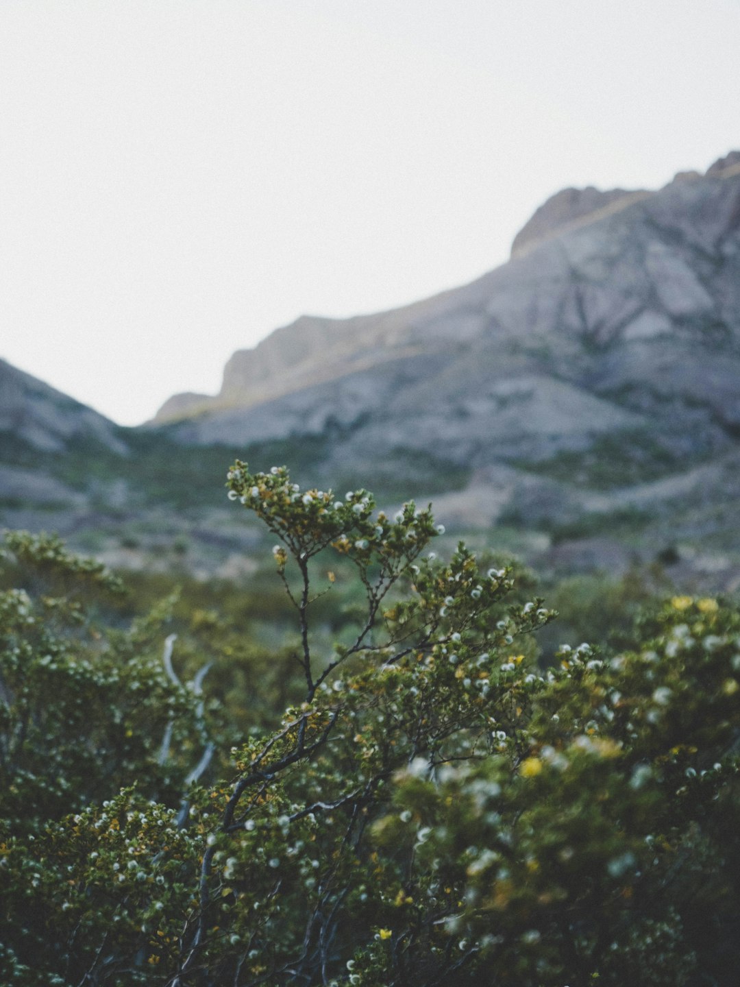 green leafy trees near mountain during daytime