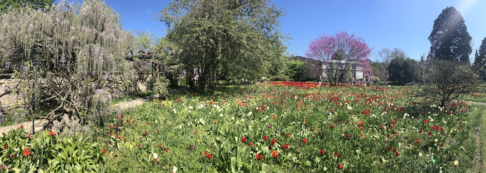 Campo verde durante el día