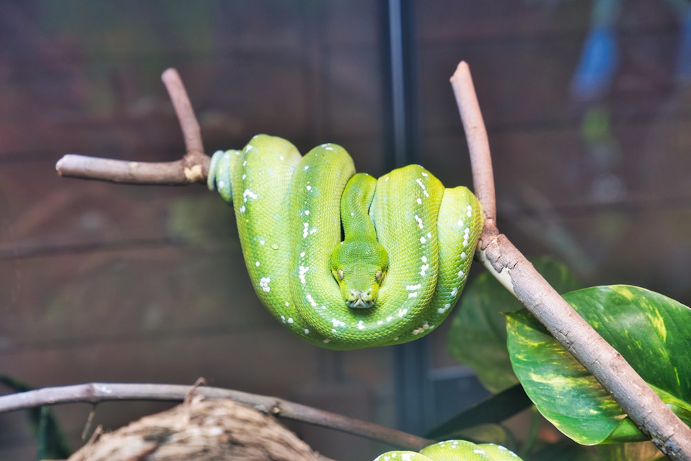 green Python wrapped on branch