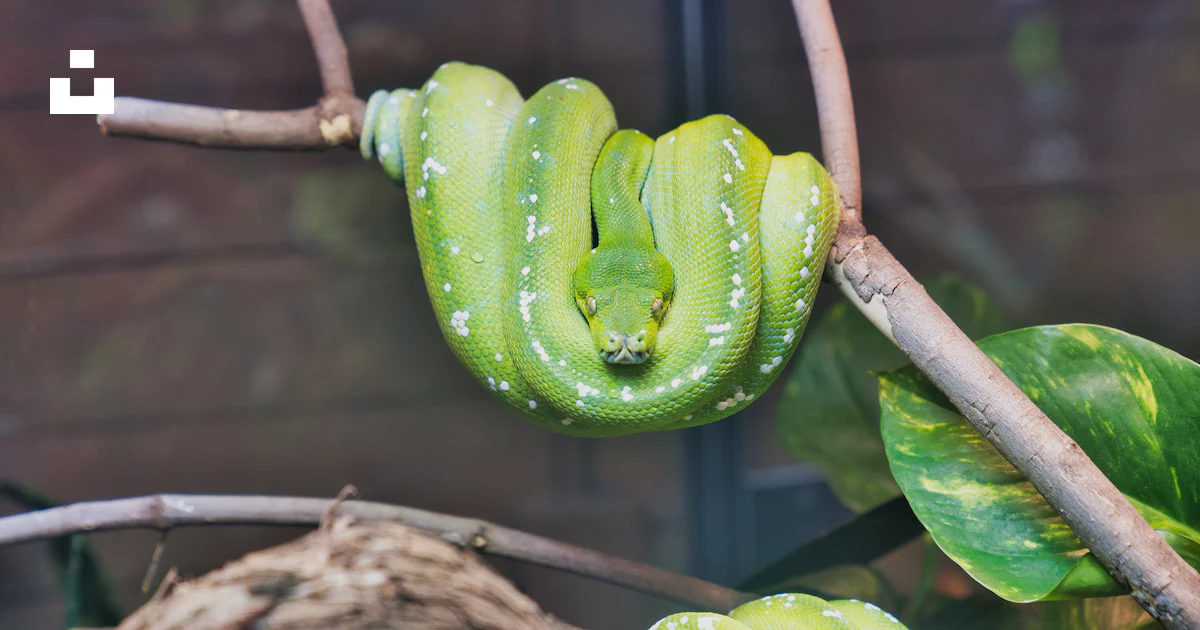 Green Python wrapped on branch photo – Free Snake Image on Unsplash