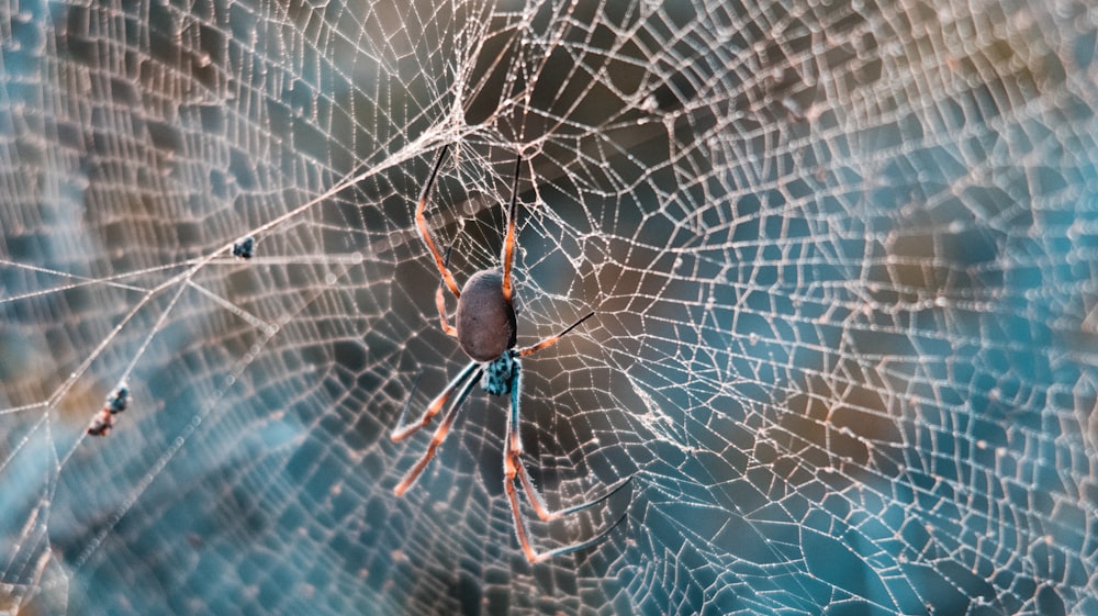 grey and brown spider on web