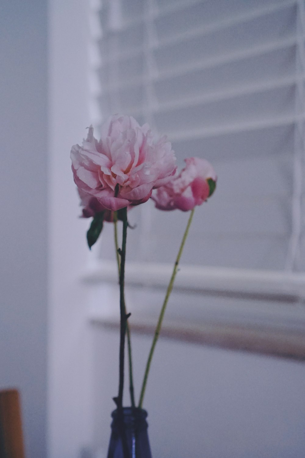 shallow focus photography of pink flowers