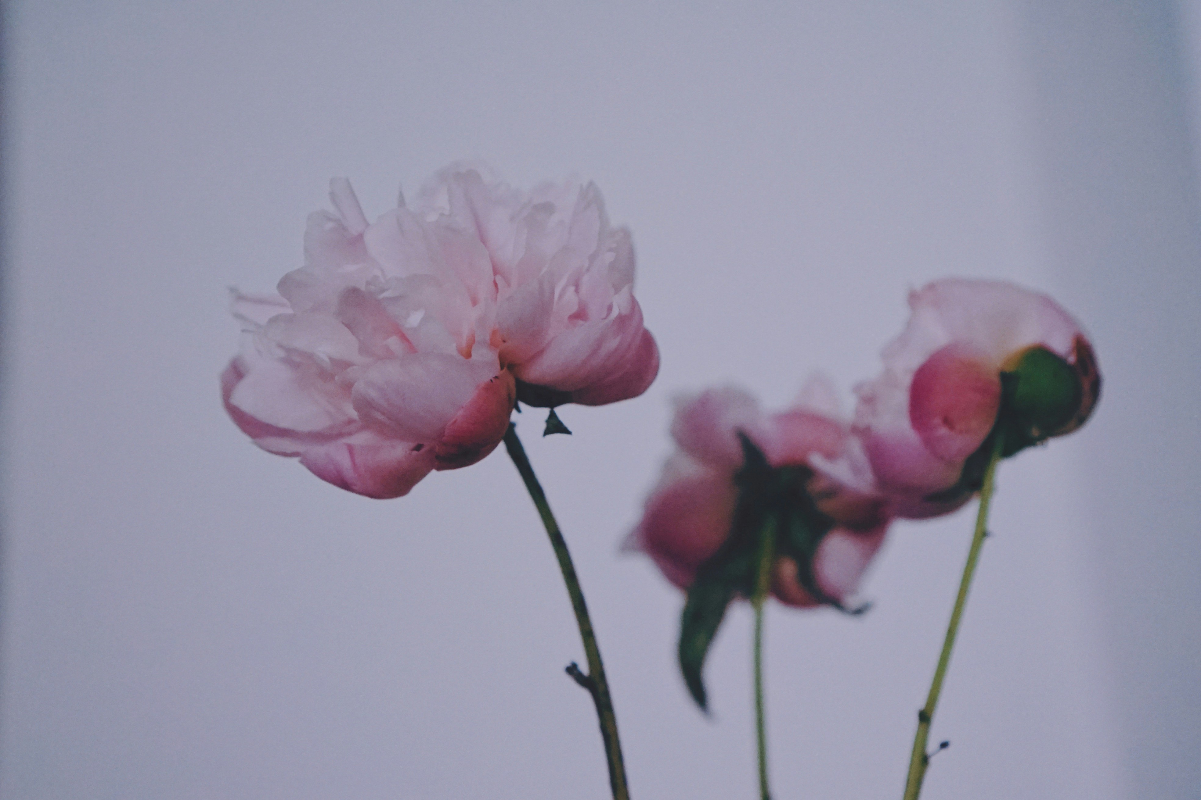 Photo by liaoweimeifang