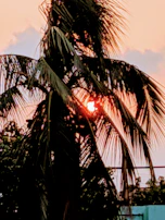 An elegant palm tree silhouette at sunset with warm golden and coral tones.