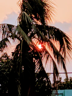 An elegant palm tree silhouette at sunset with warm golden and coral tones.