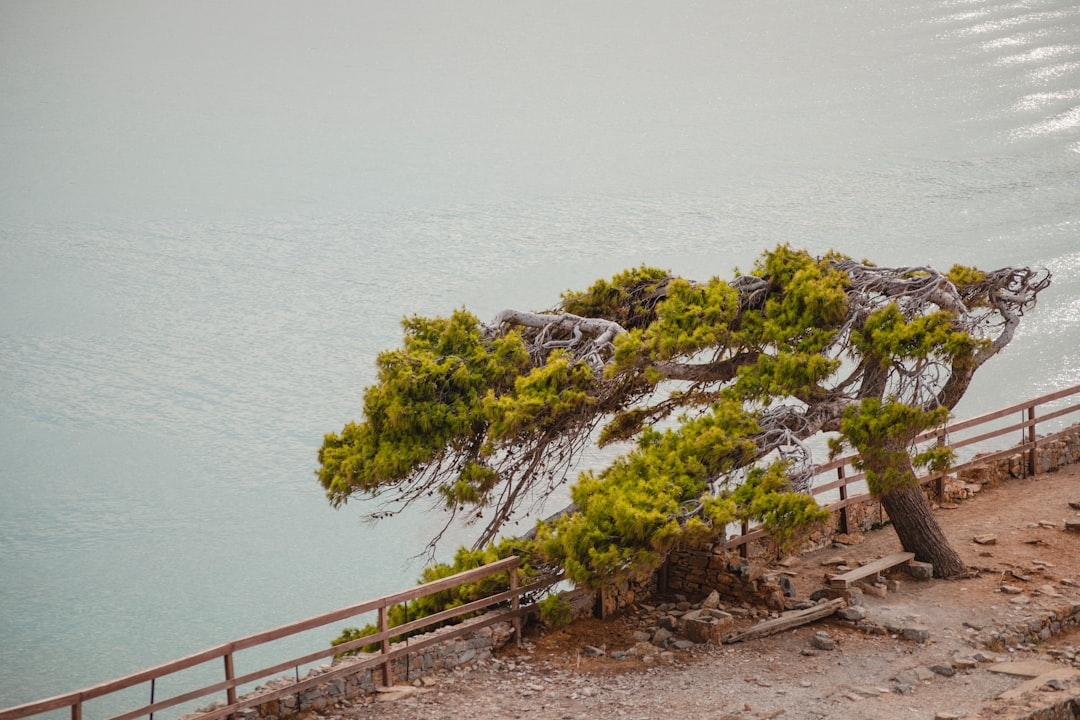 green leaf tree at a cliff