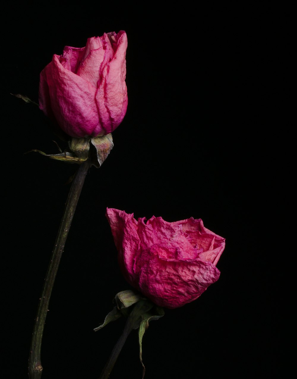 two pink rose flowers