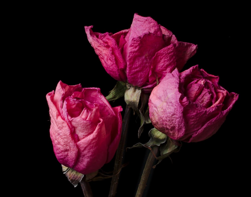 세 개의 분홍색 장미