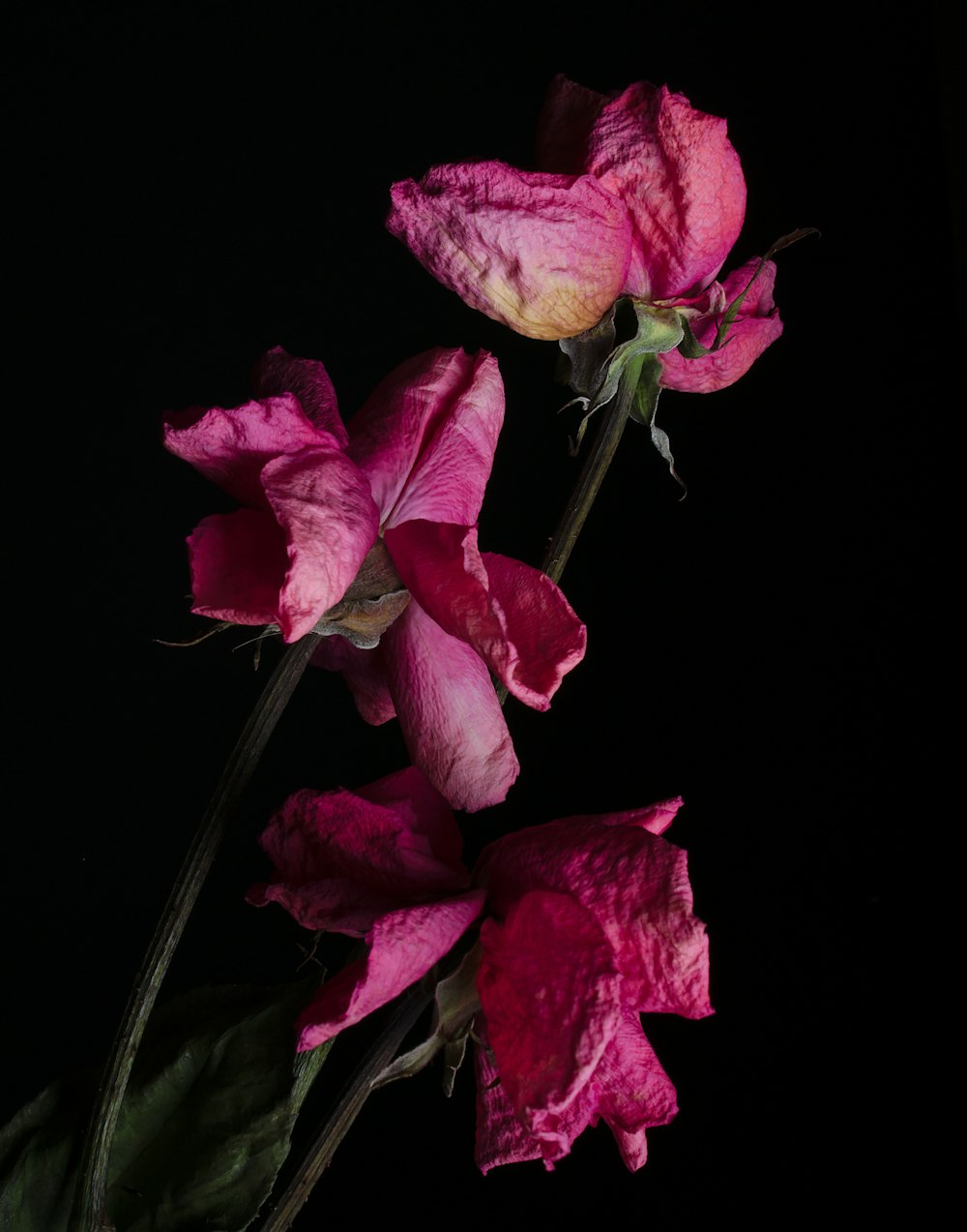 three pink petaled flowers