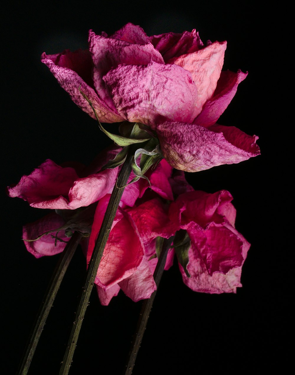 flores de pétalos rosados