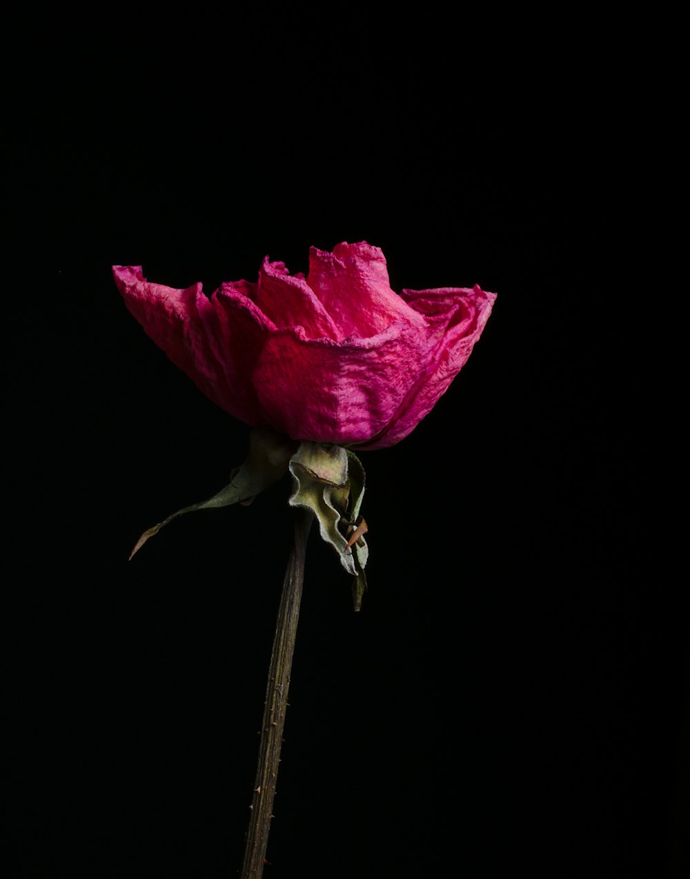 紫色の花びらの花