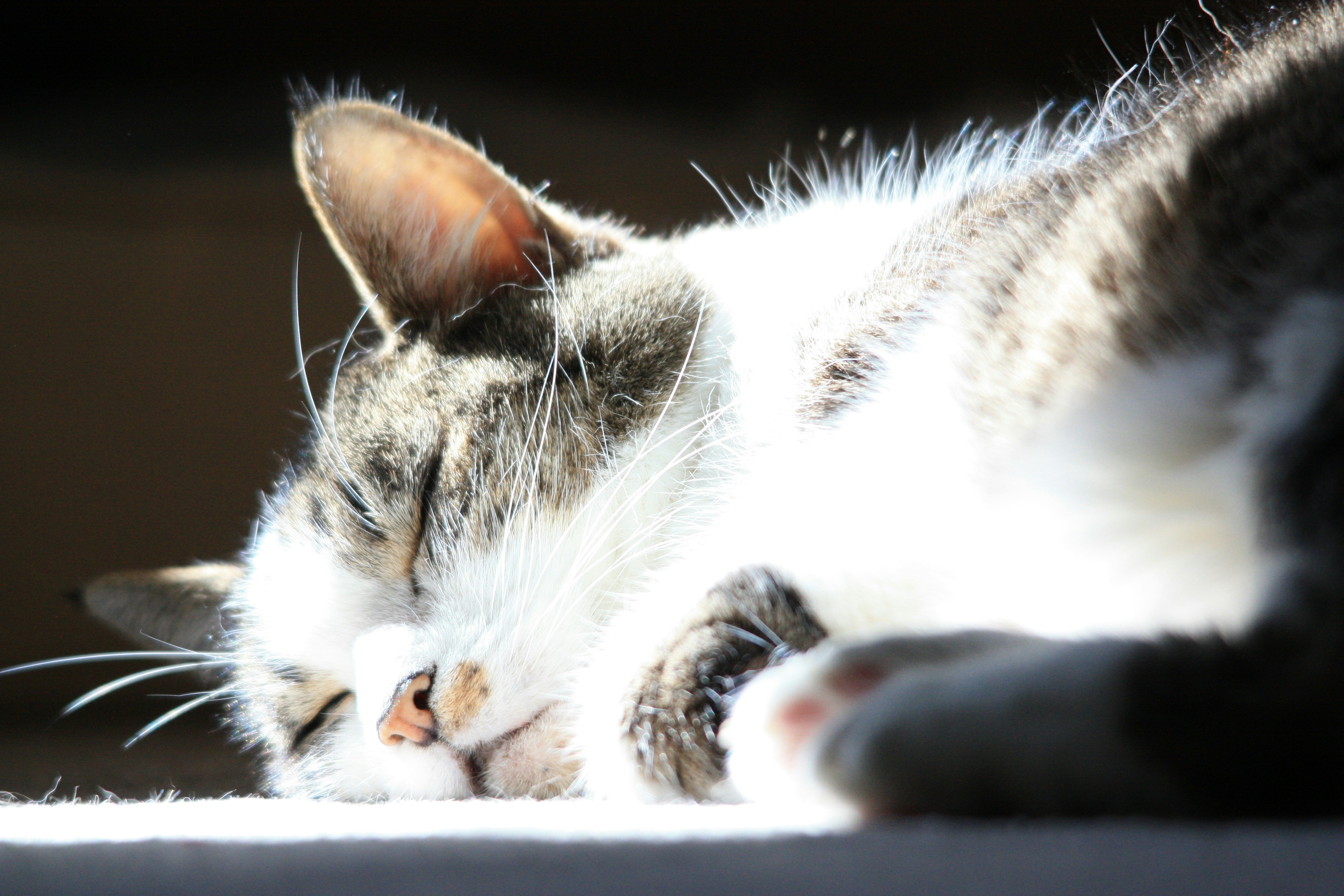 Photo by alexmacfaul