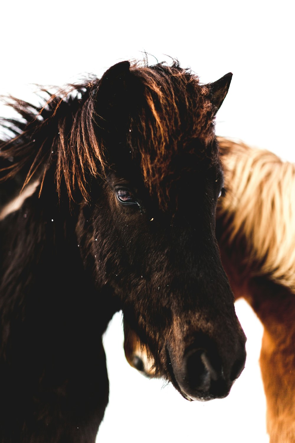 two black and brown horses standing side by side during daytime