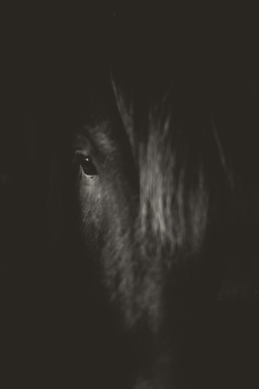 cheval étalon noir montrant l’œil droit