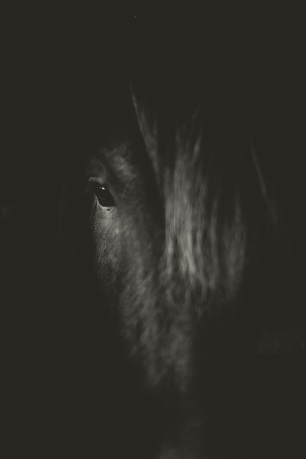 black stallion horse showing right eye