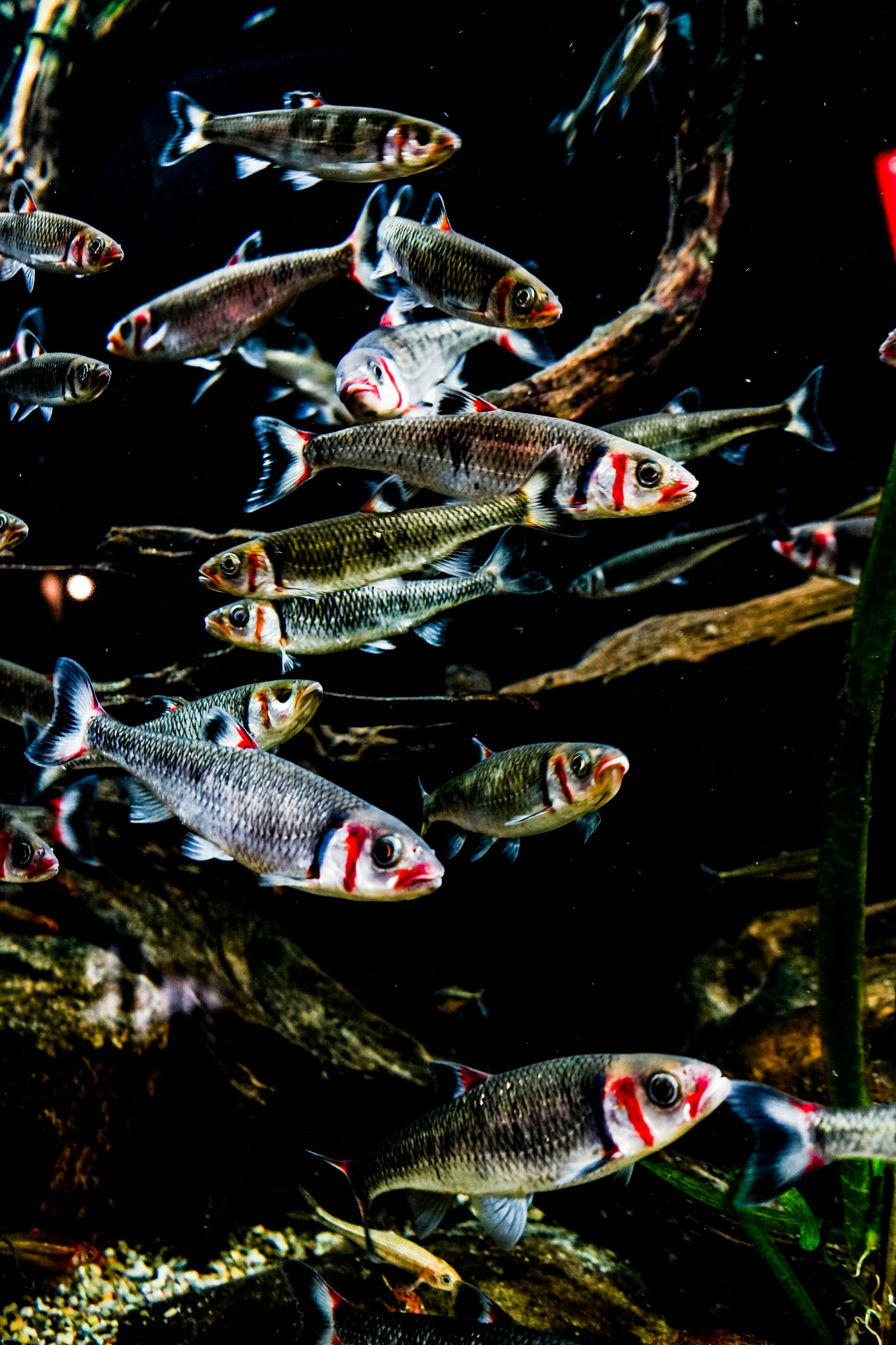 school of gray and red fish
