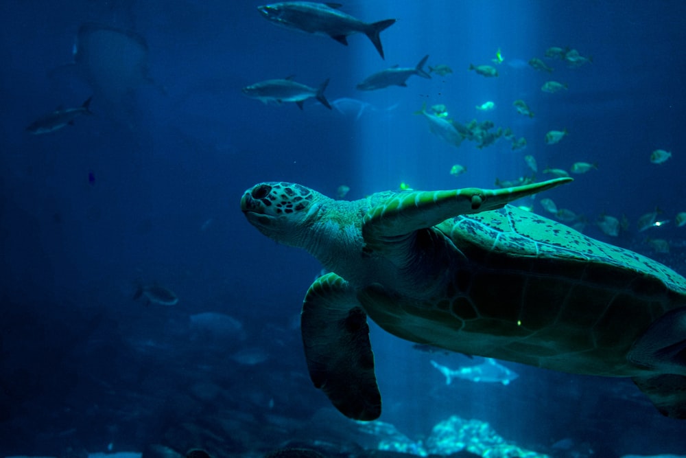 tortugas y peces bajo el agua