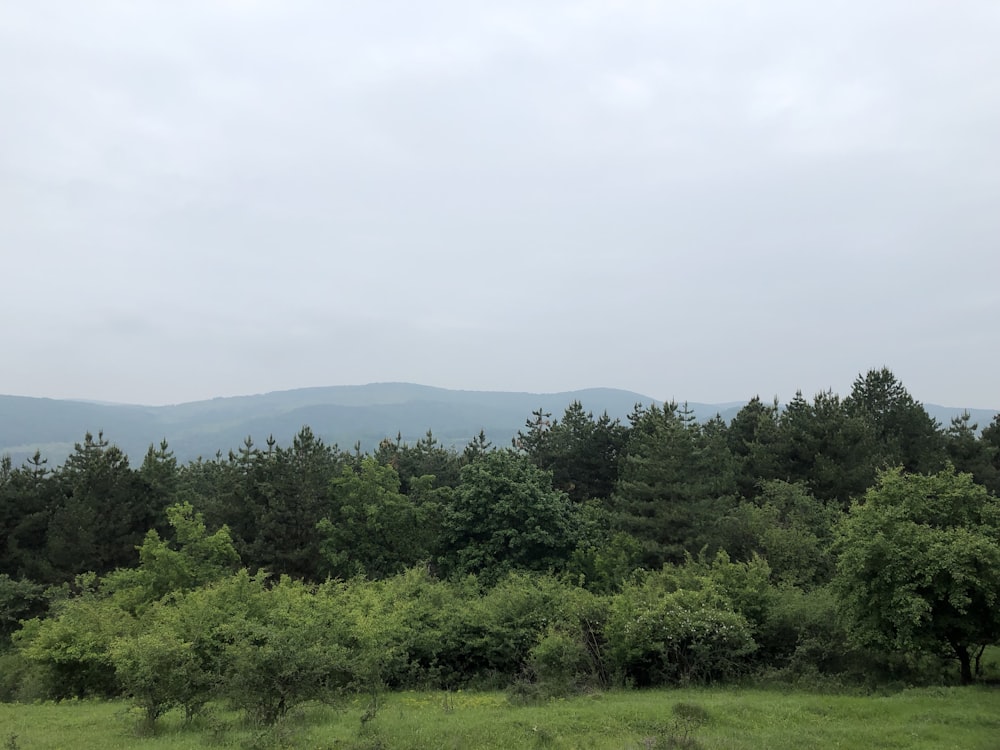 forest under white sky