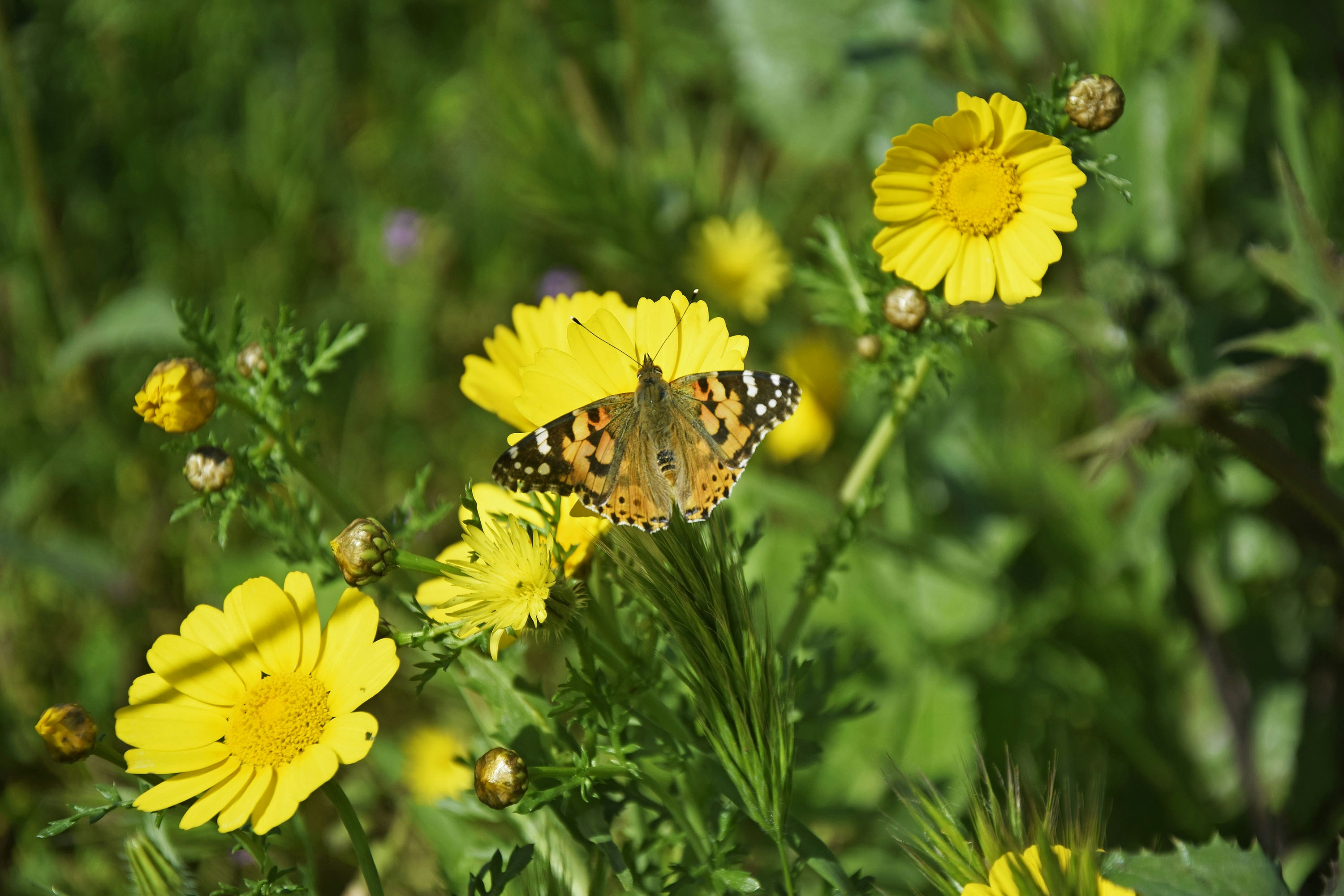 Photo by myfotocanva