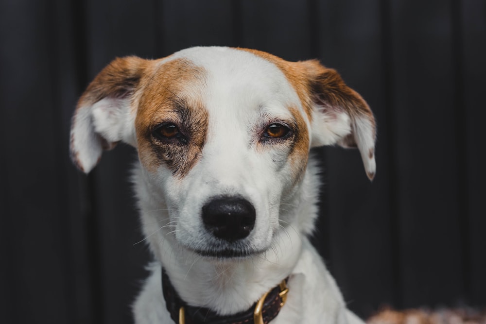 short-coated white and brown dog