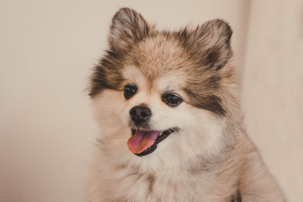 white and black puppy