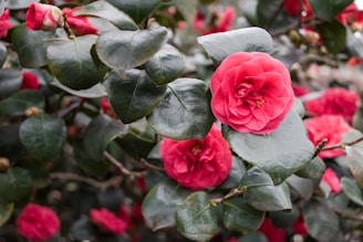 Bright pink camellia flowers bloom amidst lush, dark green leaves. The petals of the flowers are layered, creating a full and vibrant appearance.