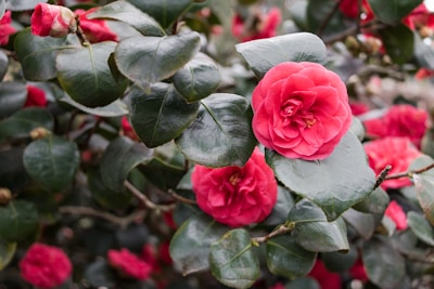 Bright pink camellia flowers bloom amidst lush, dark green leaves. The petals of the flowers are layered, creating a full and vibrant appearance.