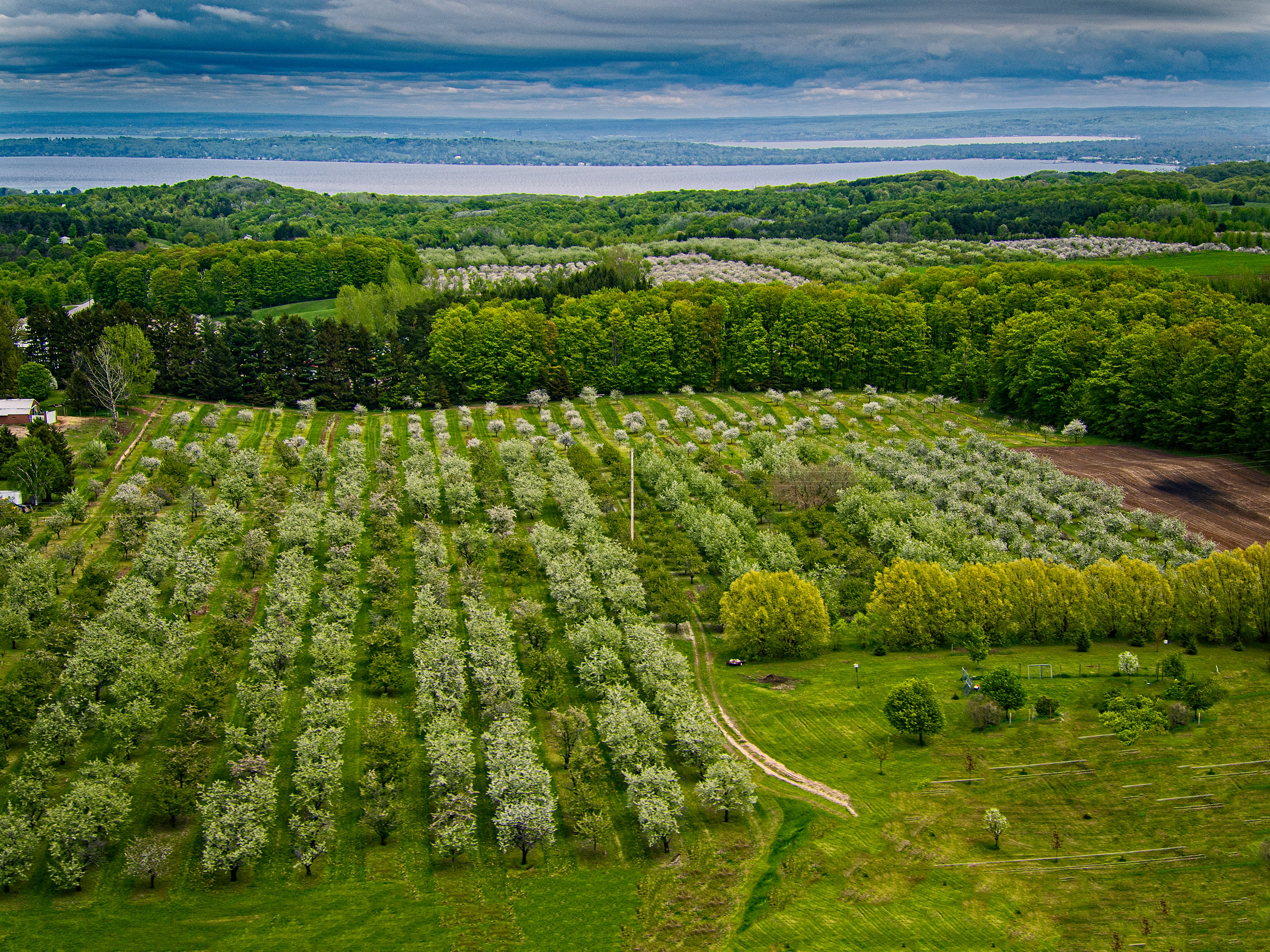 aerial photography of green plants and trees during daytime