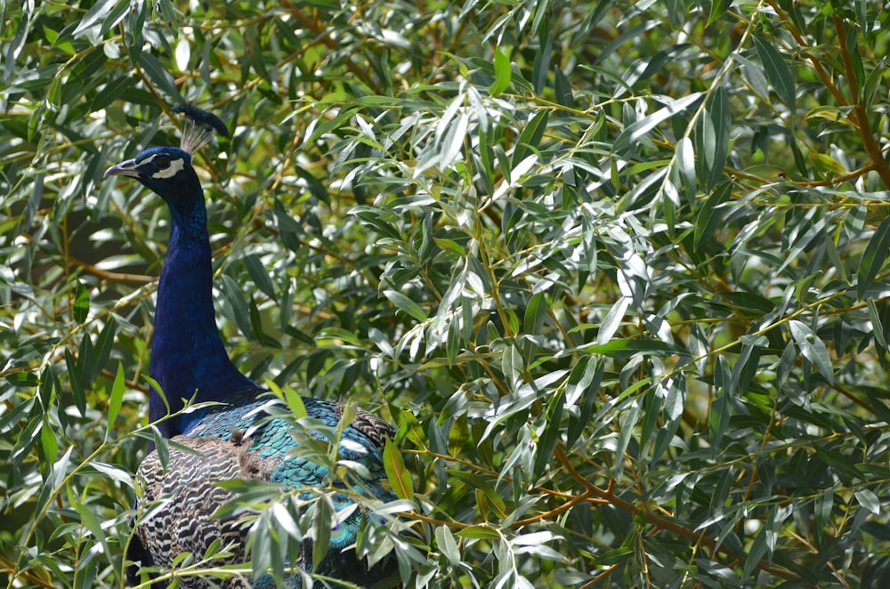 peahen near the tree during daytime