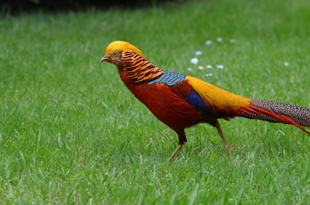 yellow, red, blue, and grey bird