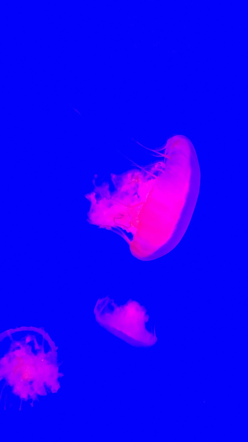 three jellyfish swimming in water