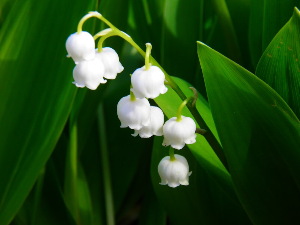 white lily of valley flowers