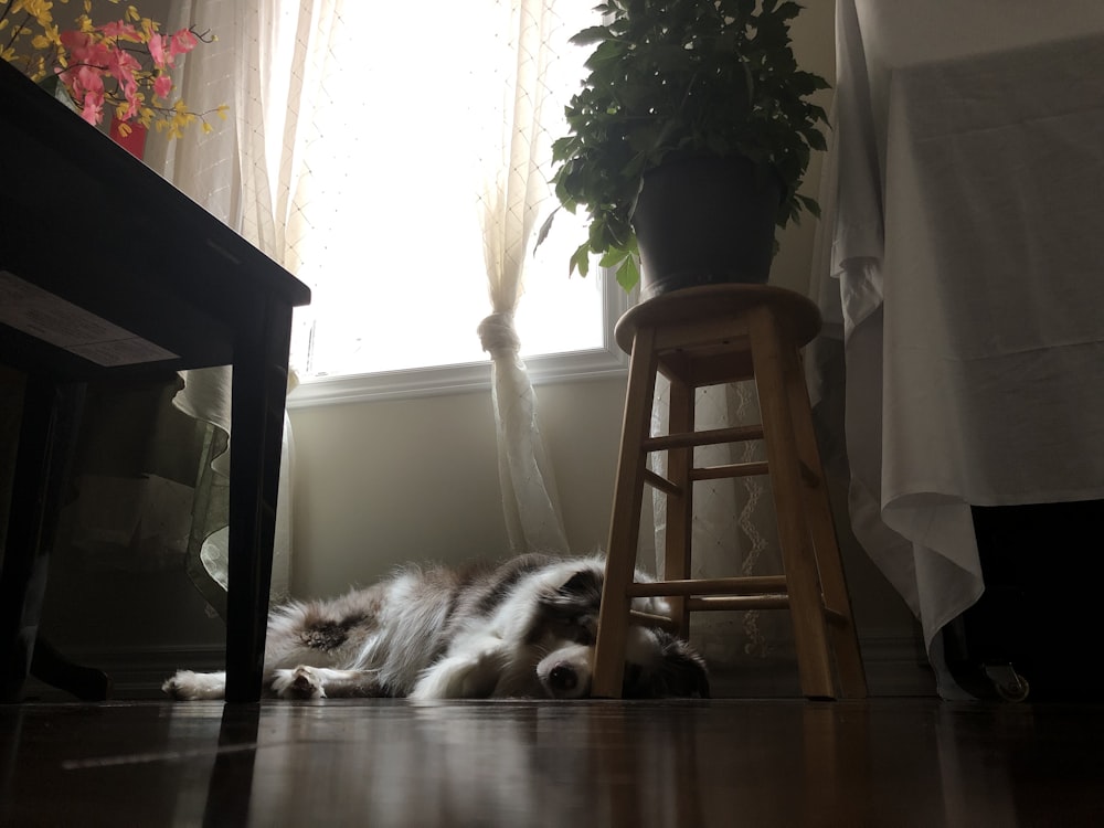 white dog lying on floor