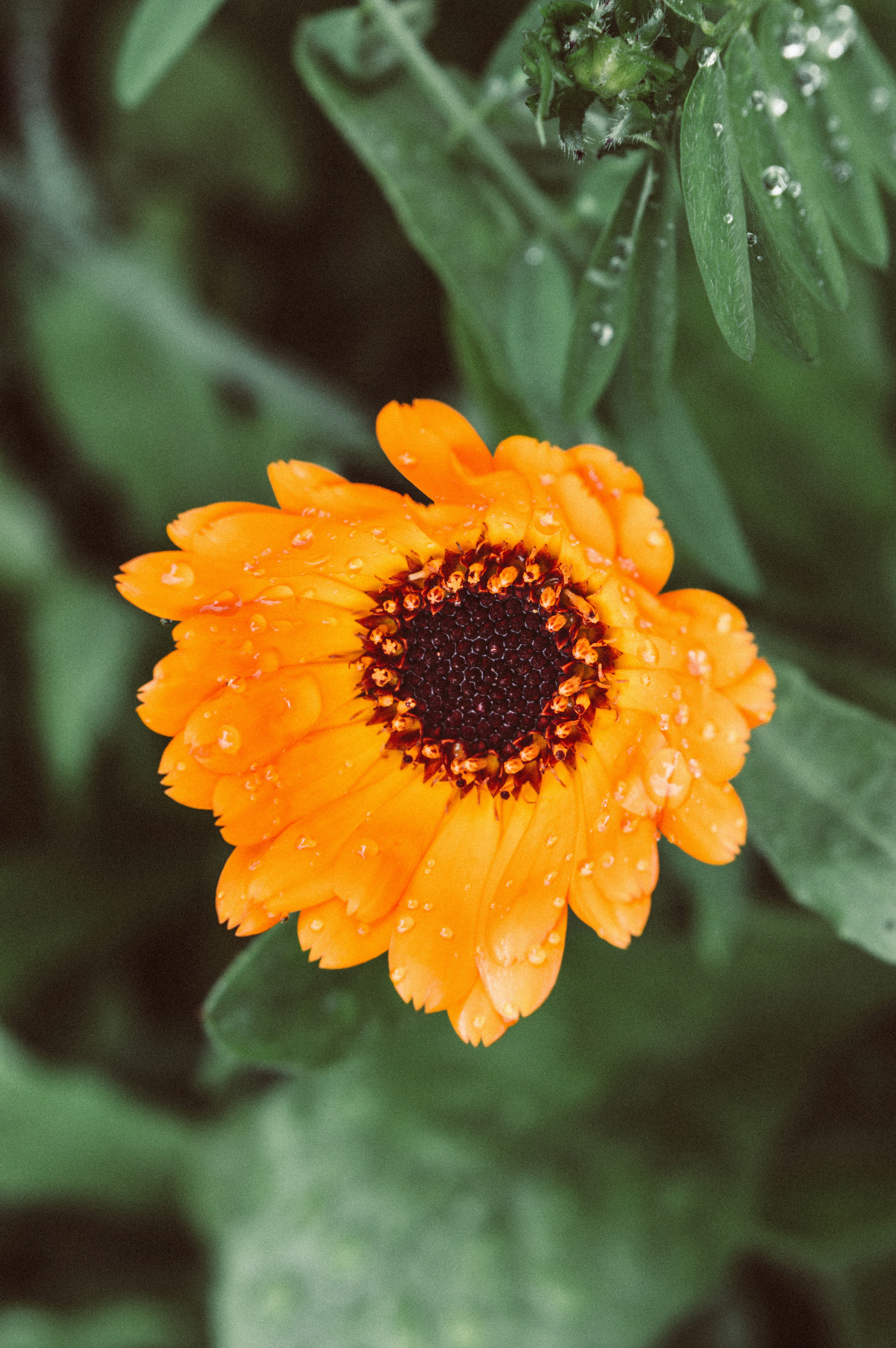 Photo by claudiumorut