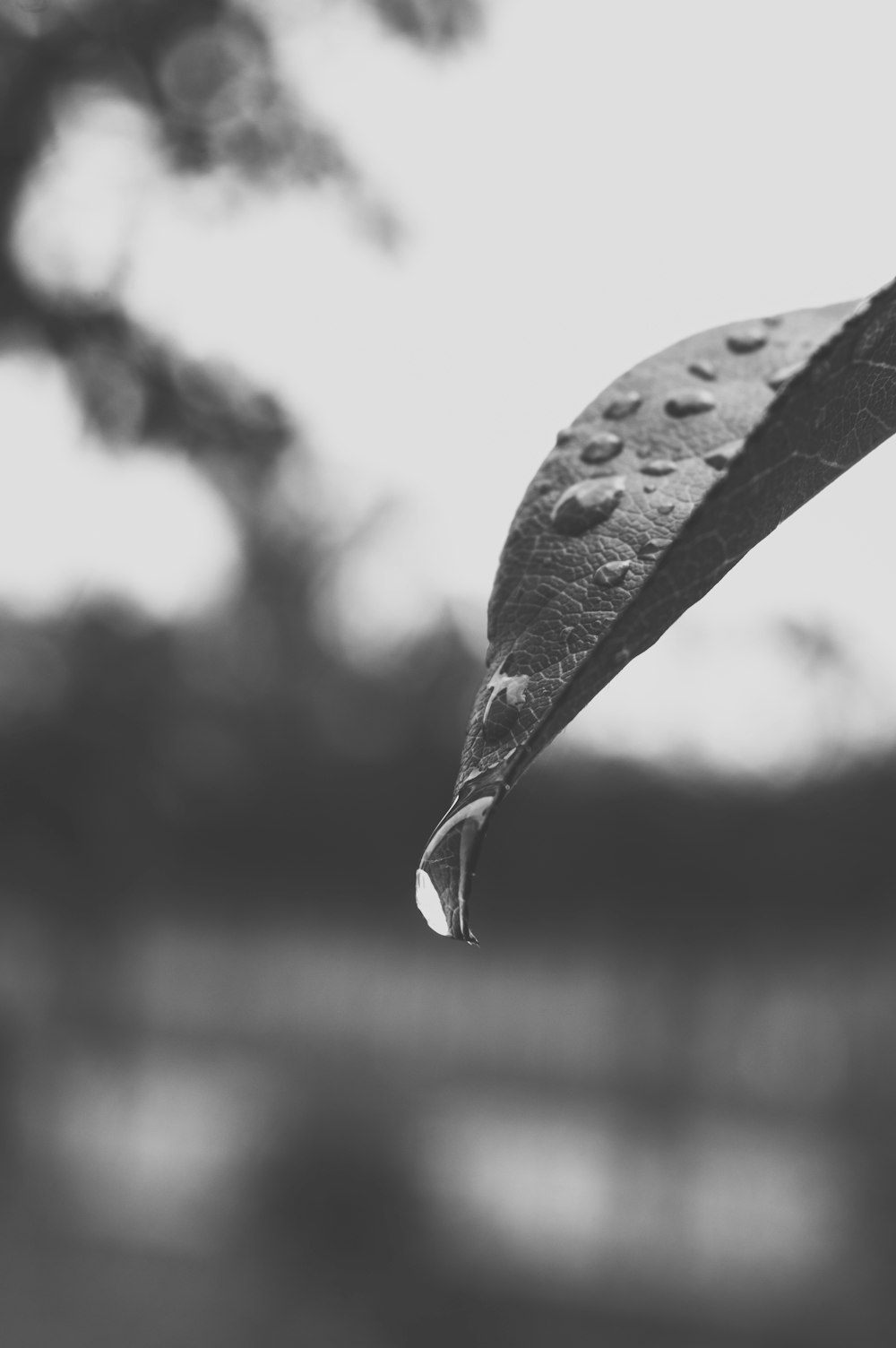 grayscale photo of leaf with water dew