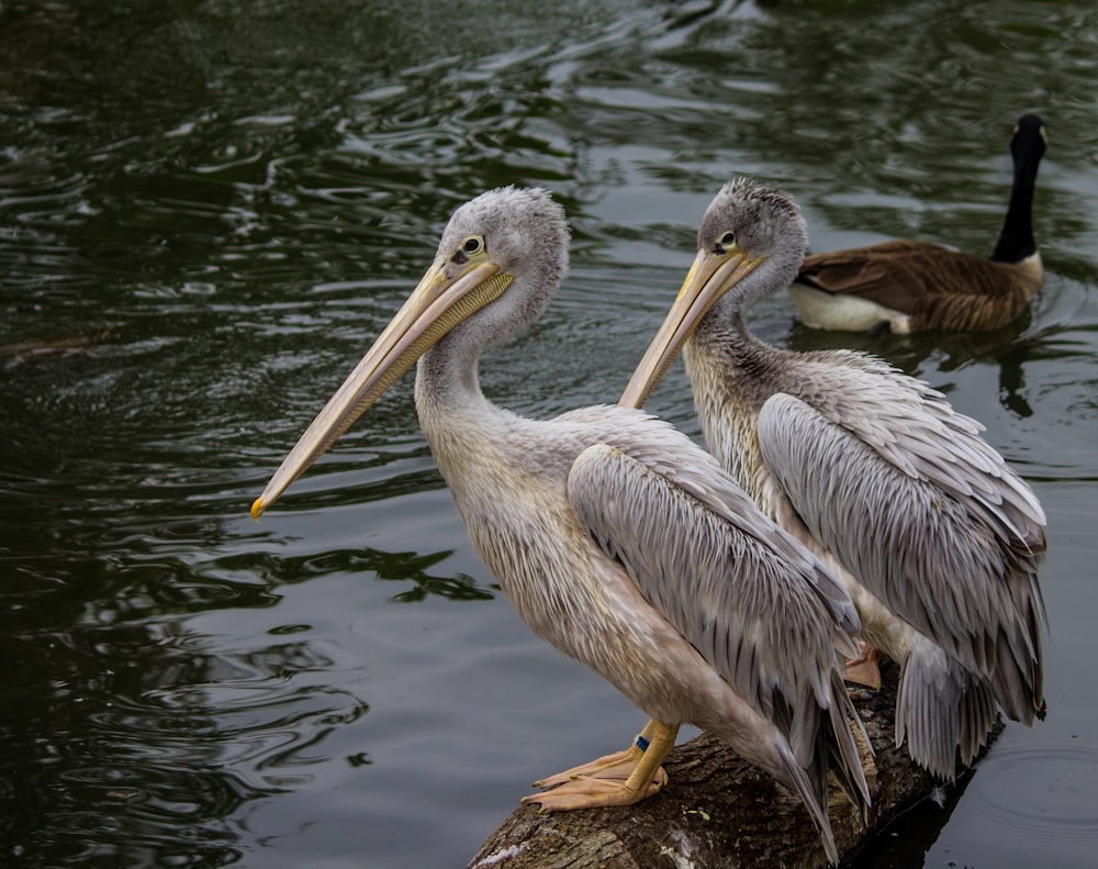 two gray pelicans on wood above body of water